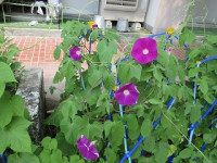 IMG_0060